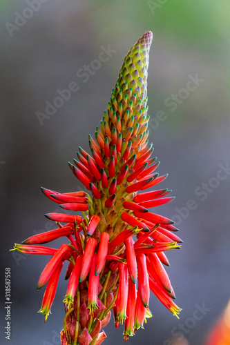 Blüte der Aloe