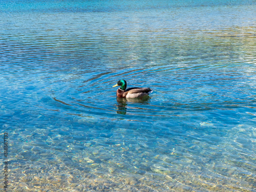 Duck on the clear water at Eibsee lake, Zugspitze Germany