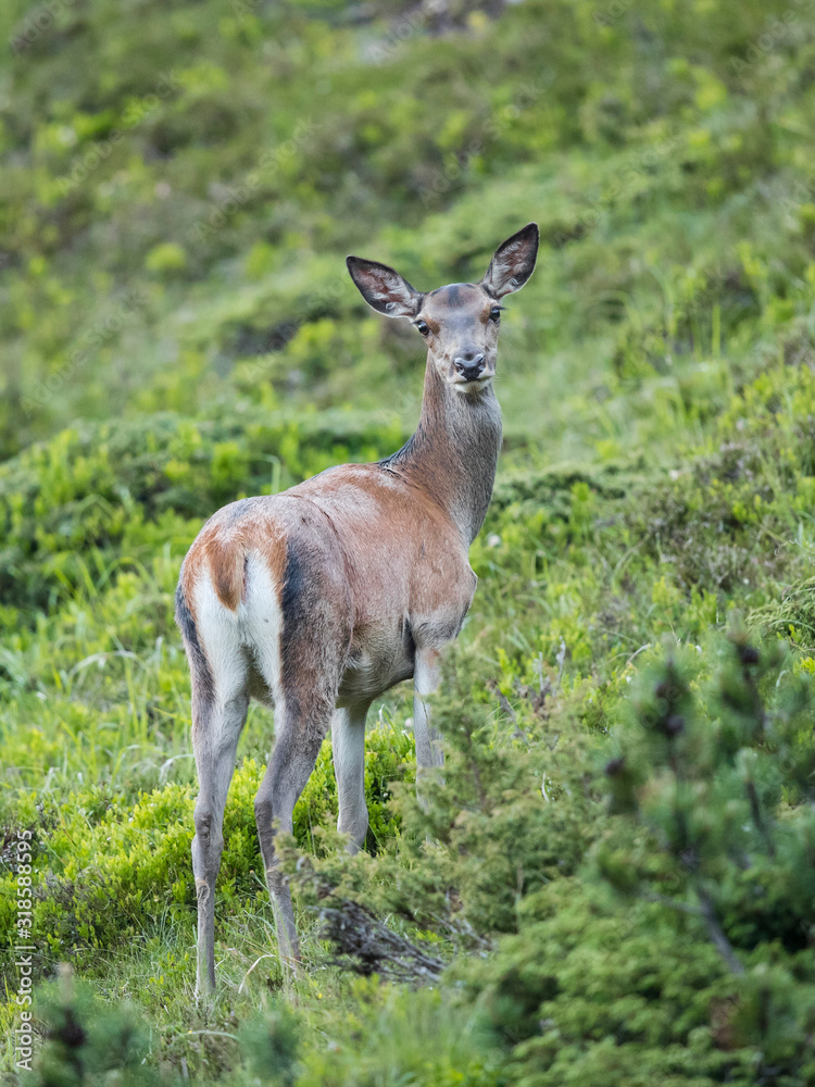 Rothirsch Tiere in den Bergen Tirols Rothirsch Tiere in den Bergen Tirols