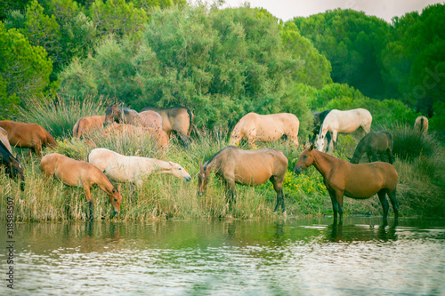 Wild horses