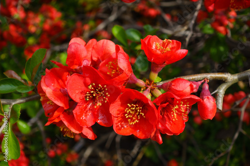 Closeup of blossom of Japanese quince or Chaenomeles japonica tree