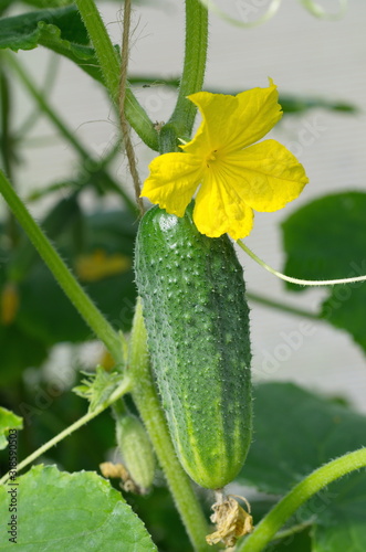 Cucumber with a flower in a greenhouse close-up