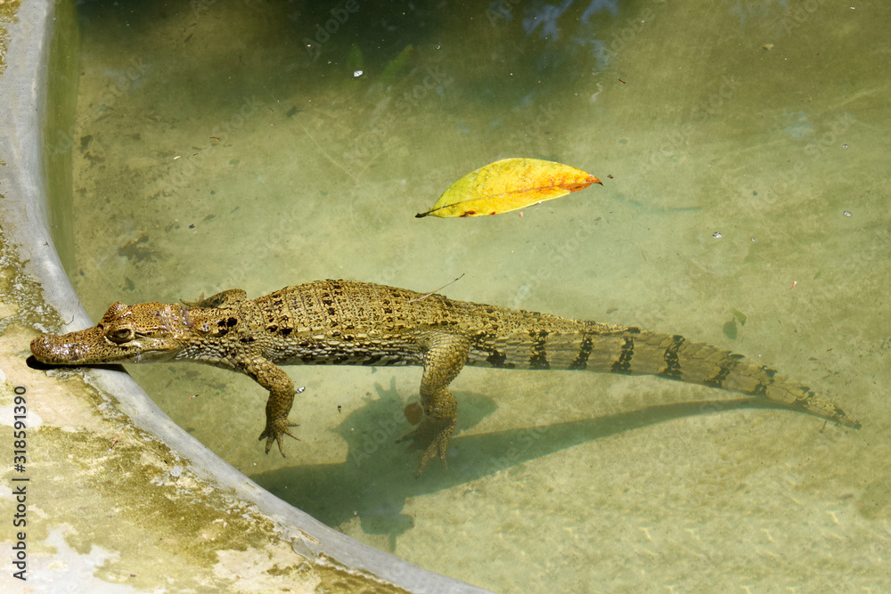 Crocodile in the Peruvian jungle watching over the water Crocodile in the Peruvian jungle watching over the water