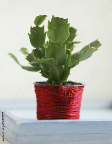 sclubergera cactus in red jarn decorated pot on windowsill photo