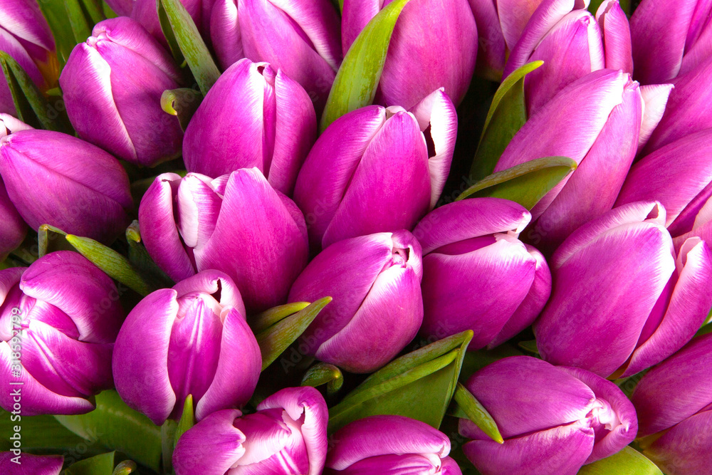 Obraz premium Bouquet Tulips spring flowers