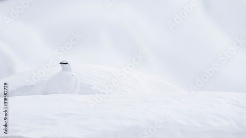 Alpenschneehuhn photo