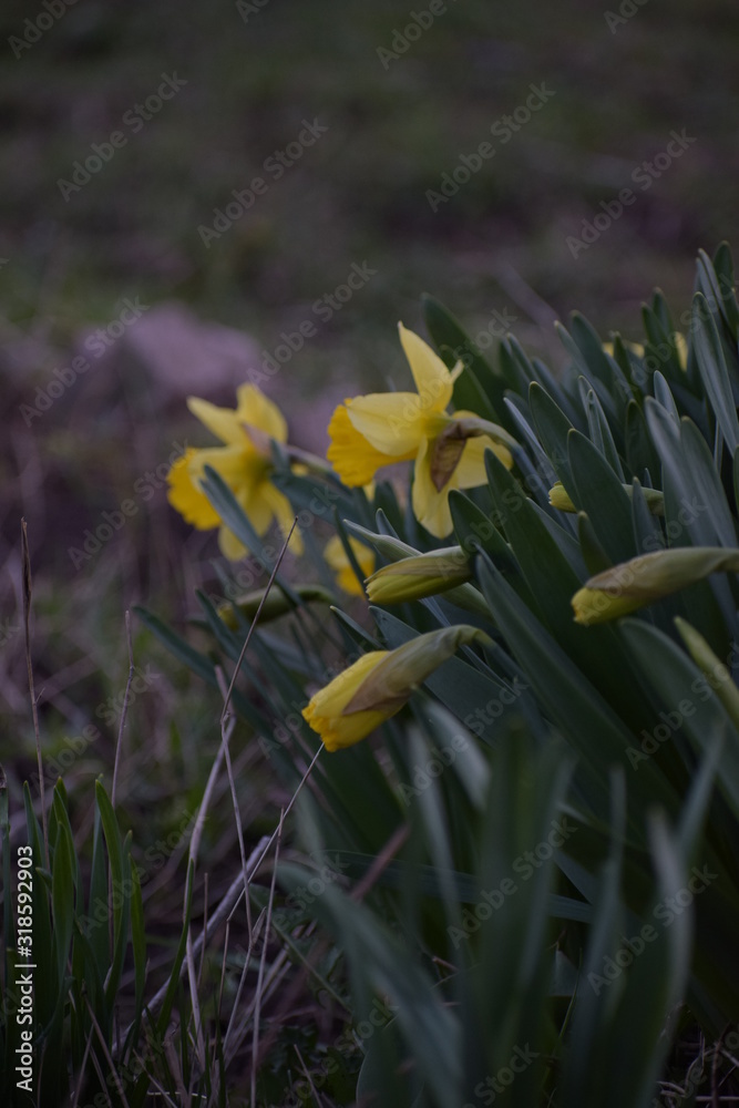 Obraz premium spring yellow flowers