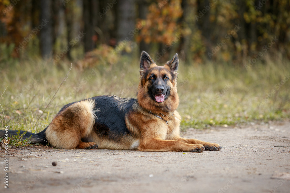 portrait of beautiful young long haired female german shepherd dog lies on the road in daytime in autumn