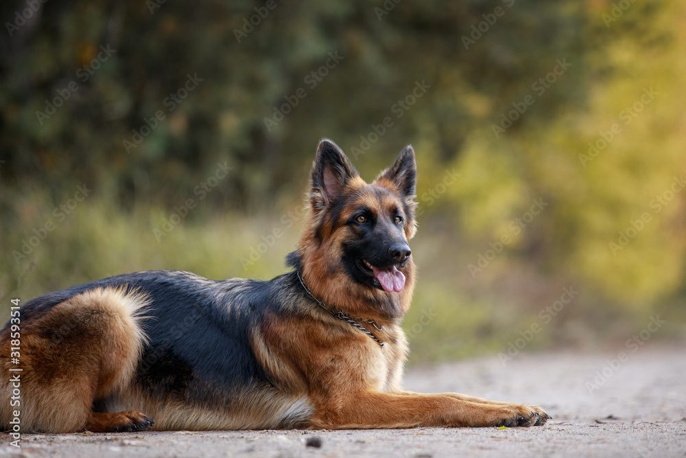 close portrait of beautiful young long haired female german shepherd dog lies on the road in daytime in autumn close portrait of beautiful young long haired female german shepherd dog lies on the road in daytime in autumn