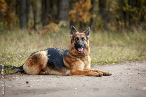 portrait of beautiful young long haired female german shepherd dog lies on the road in daytime in autumn © vprotastchik