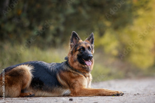 close portrait of beautiful young long haired female german shepherd dog lies on the road in daytime in autumn © vprotastchik