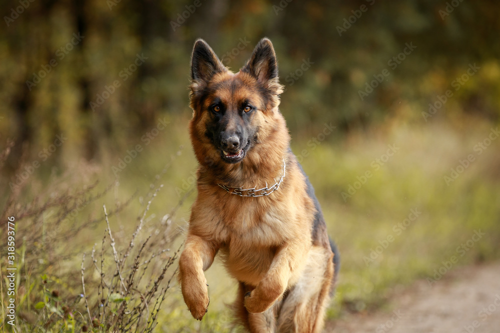 close portrait of beautiful young long haired female german shepherd dog running fast on the road in daytime in autumn	