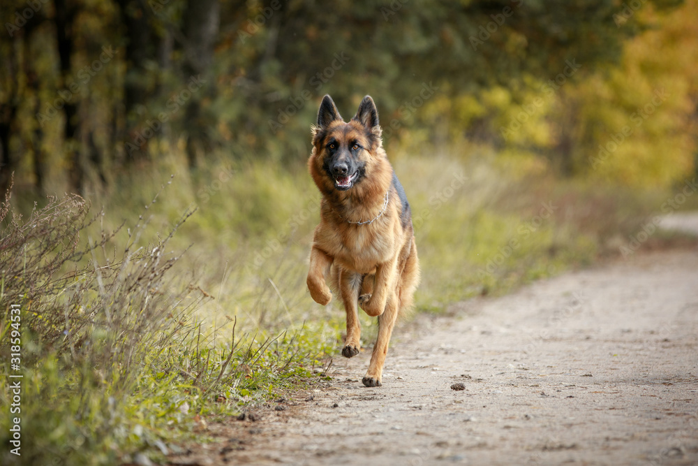 portrait of beautiful young long haired female german shepherd dog running fast on the road in daytime in autumn portrait of beautiful young long haired female german shepherd dog running fast on the road in daytime in autumn
