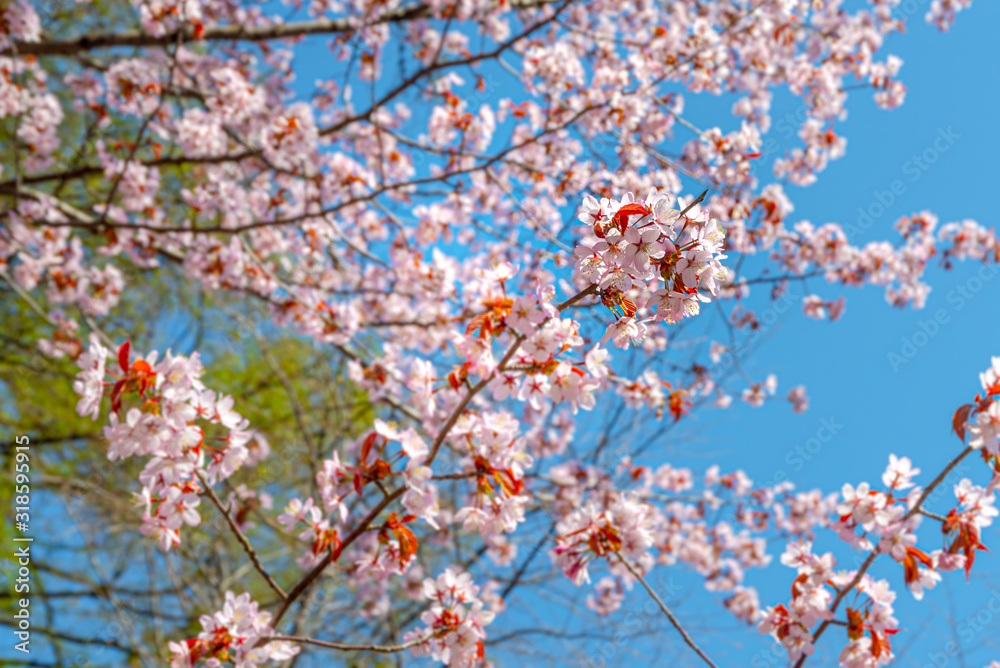 青空と桜 / 北海道静内町