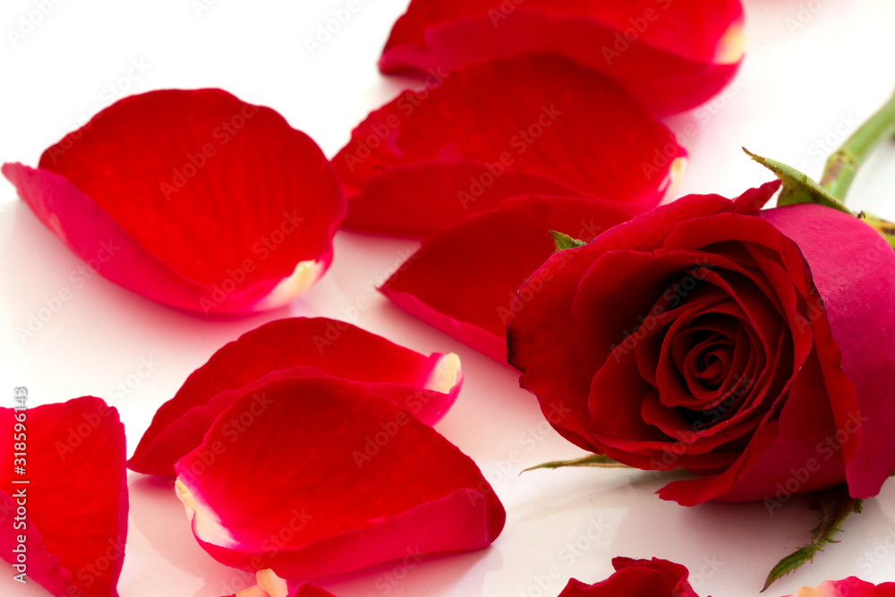 Red Roses Isolated on White Background Red Roses Isolated on White Background