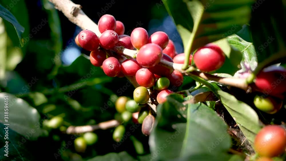 Fresh arabica coffee bean on branches in coffee farm at Khun-wang village in Thailand.