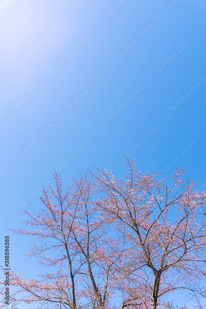 青空と桜 / 北海道静内町