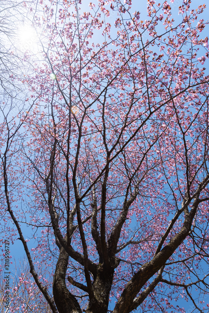 青空と桜 / 北海道静内町 青空と桜 / 北海道静内町