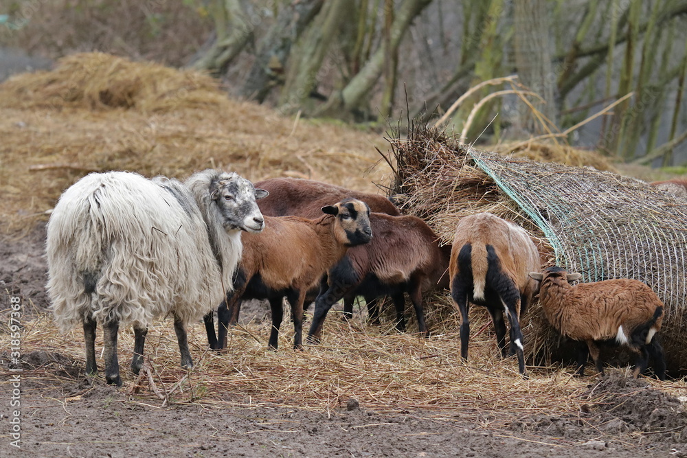 viele Schafe auf einem Bauernhof viele Schafe auf einem Bauernhof