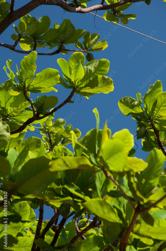 Vivid green leaves on branches with blue sky behind