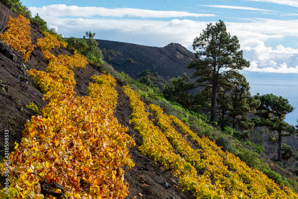 Terraced vineyards located on mountains slopes near village Fuencaliente, south wine production region on La Palma island, Canary, Spain