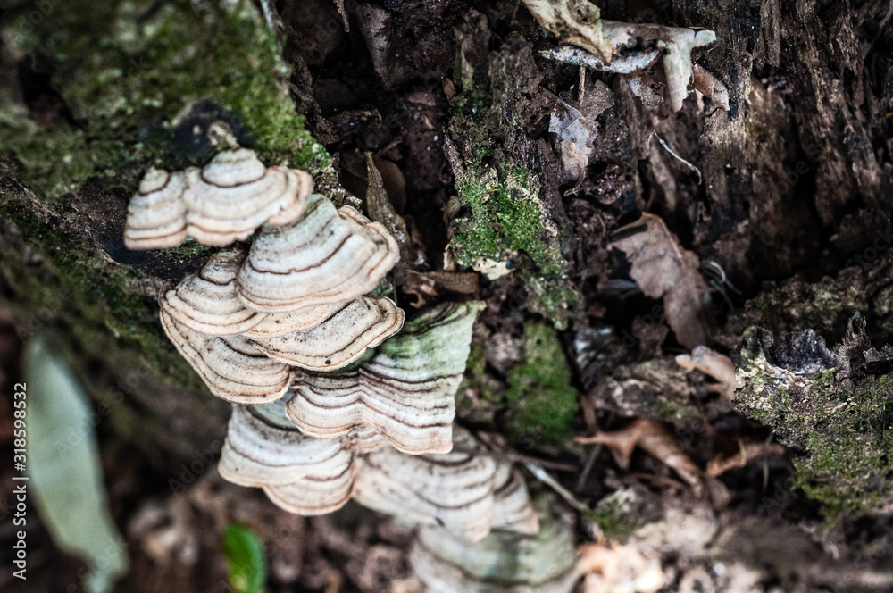 Trunk detail with some moss and stick ear fungus