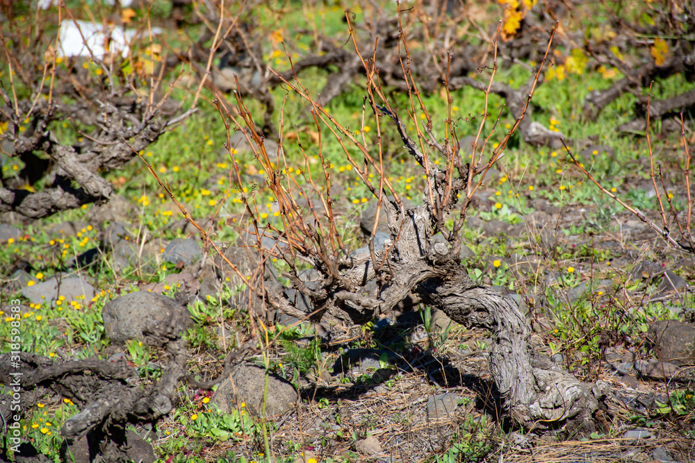 Obraz premium Terraced vineyards located on mountains slopes near village Fuencaliente, south wine production region on La Palma island, Canary, Spain