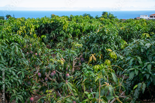 Eco farming on La Palma island, plantations with organic mango trees with sweet ripe mango fruits ready for harvest, Canary islands, Spain
