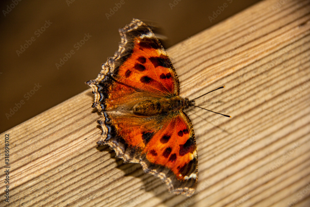 Obraz premium butterfly peacock eye