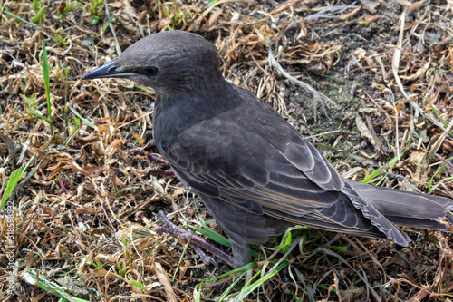 blackbird on the ground