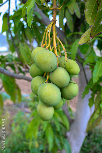 Eco farming on La Palma island, plantations with organic mango trees with green unripe mango fruits ready for harvest, Canary islands, Spain