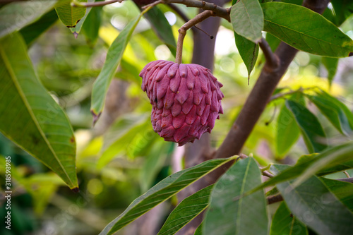 Ripe rare hybrid tropical fruit Red Israel Atemoya growing on tree photo