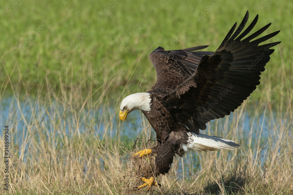 Bald Eagle Collecting nesting Material in Florida Bald Eagle Collecting nesting Material in Florida