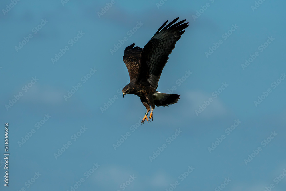 Obraz premium Snail Kite hunting for Apple Snails in Florida Marsh