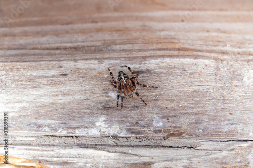 spider on a wooden wall