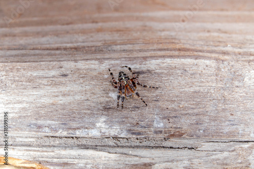 spider on wood