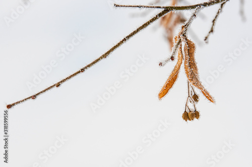 Frozen plant