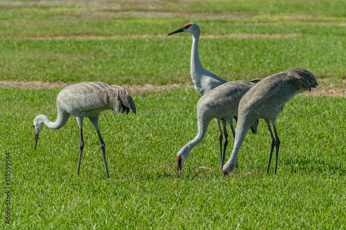 Sandhill Cranes in Florida Farm Field