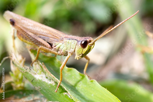 grasshopper on green grass © Vt