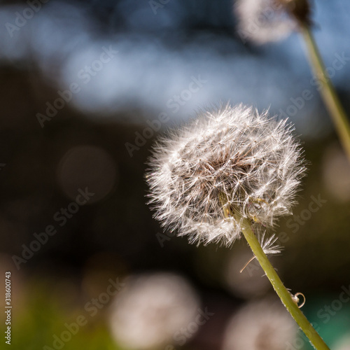 Macro dandelion full of with seeds
