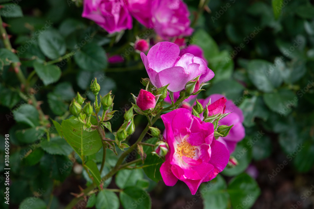pink flower 3 pink flower 3