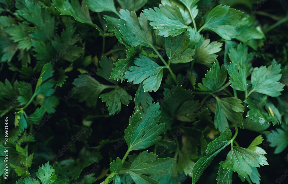 parsley herb close up parsley herb close up