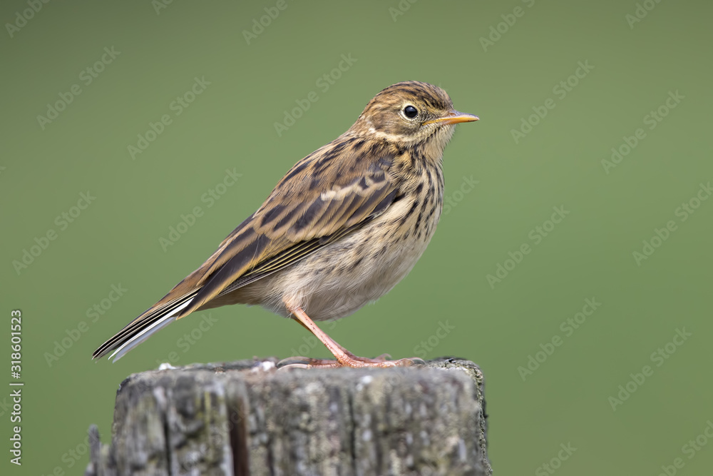 Fototapeta premium Meadow Pipit on Post