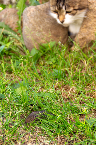 cat in the grass preys on a mouse