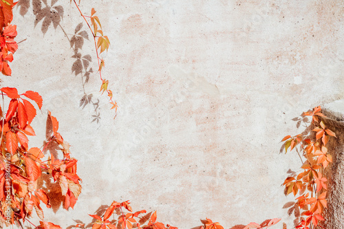 Autumn leaves on clear cement background wall