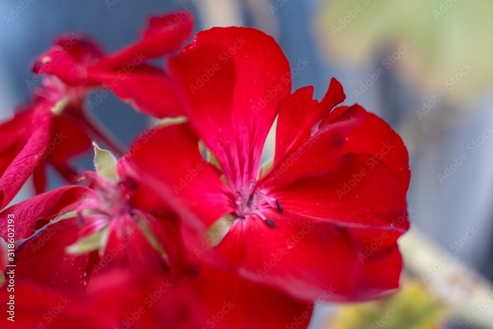 red flower