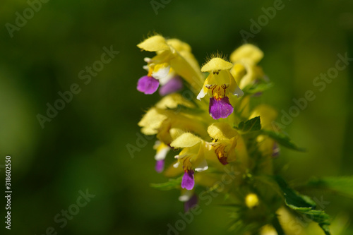 Blüten des Bunten Hohlzahn (Galeopsis speciosa )	
