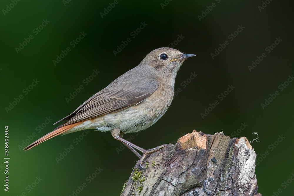 Redstart Female Perched Redstart Female Perched