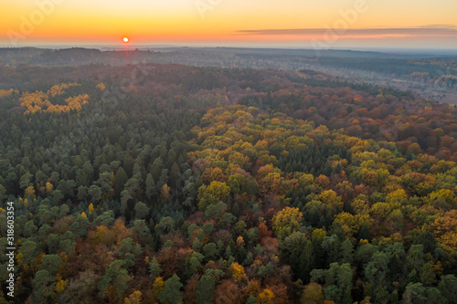 Aerial drone shot of pine tree forests and heathland in Luneberg Heide in Germany during sunset hour