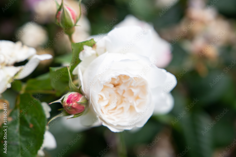 rose in garden rose in garden